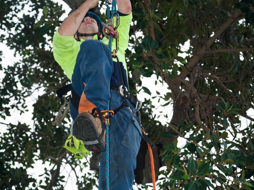 Qualified arborist working in a mature tree during an Enviro Trees UK survey in East Ayrshire