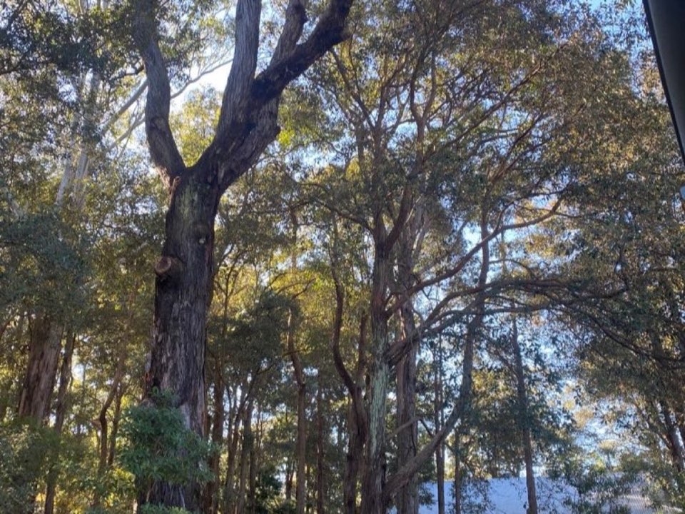 Mature trees in East Ayrshire parkland with a property visible in the background